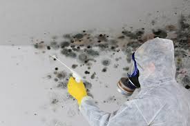 Best Black Mold Removal  in Port Washington, NY